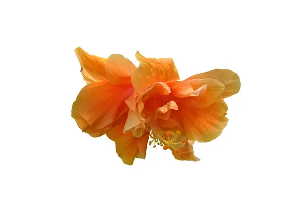 Portakal Çiçeği Bir Ayakkabı Çiçeği Güzeldir Çiçek Açan Portakal Rengi — Stok fotoğraf