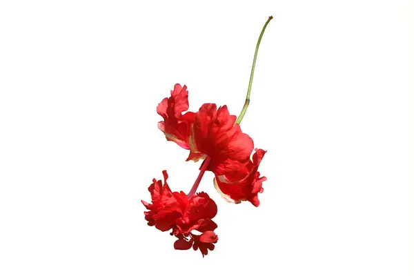 Hibiscus Rosa Sinensis Capitolio Bloody Mary Kırmızı Amber Çiçekleri Kırpma — Stok fotoğraf