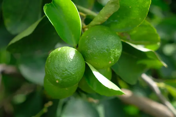 Färsk Grön Citron Trädgården Citron Thai Naturligt Ljus — Stockfoto