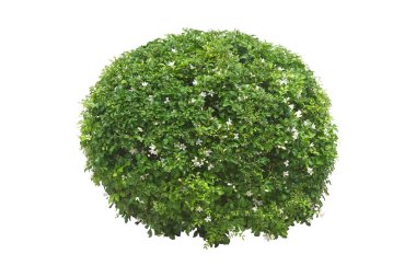 Orange Jasmine Shrub isolated on white background with clipping path,tropical plant bush tree