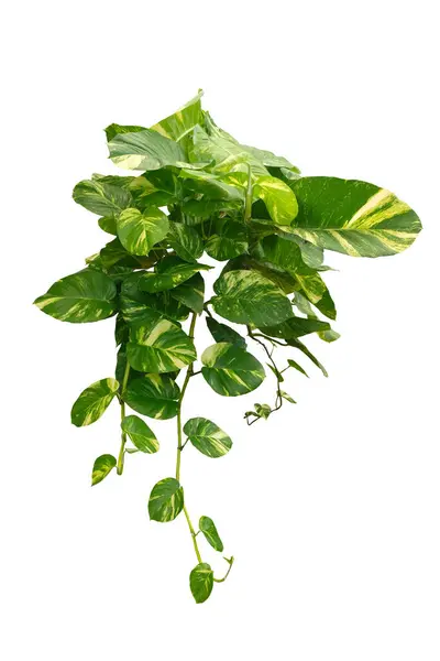 Epipremnum Aureum Djävulens Murgröna För Väggprydnadsväxter Isolerad Vit Bakgrund Med — Stockfoto
