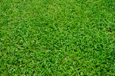 Tropical carpet green grass backgroun
