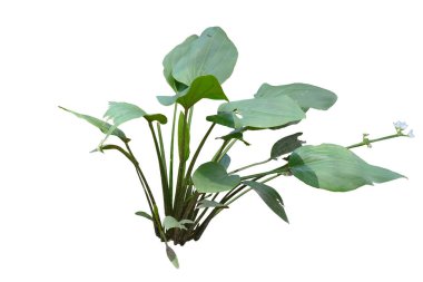 Sürünen Burhead (Echinodosus cordifolius) çalı büyümesi, kırpma yolu ile beyaz arka planda izole.