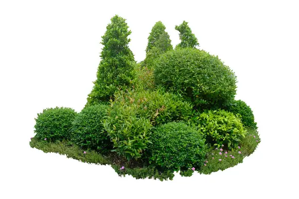 Bush Strauch Grüner Baum Isolierte Tropische Pflanze Mit Schnittpfad — Stockfoto