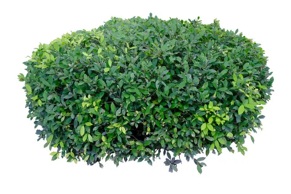Green bush isolated on white background, with clipping path
