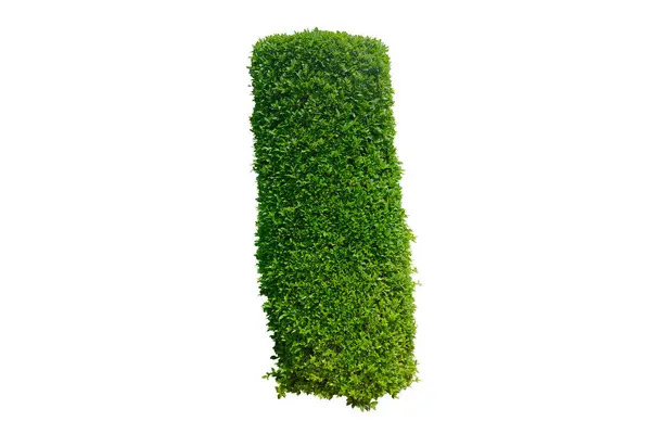 Banyan Baumstrauch Oder Ficus Annulata Blume Rechteck Zur Gartendekoration Auf — Stockfoto