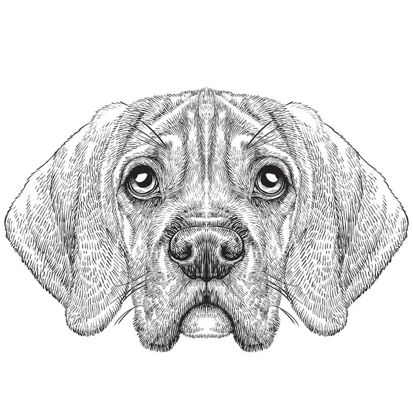 Vektor Tangan Ditarik Wajah Anjing Sketsa Vektor Hitam Dan Putih - Stok Vektor