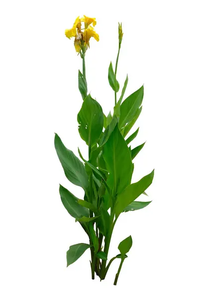 Yellow Canna Lily Plants Isolated White Background Clipping Path — Stockfoto