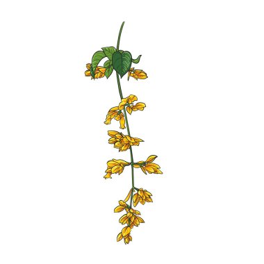 Petraeovitex bambusetorum King & Gamble Flowers, vektör çizimi.