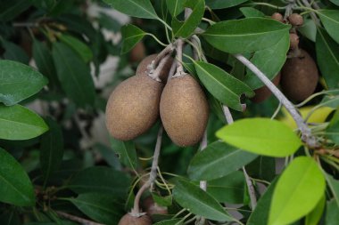 Sapodilla meyvesi Ağaçta çok tatlı ve yeşil yapraklı