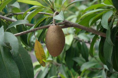 Sapodilla meyvesi Ağaçta çok tatlı ve yeşil yapraklı.