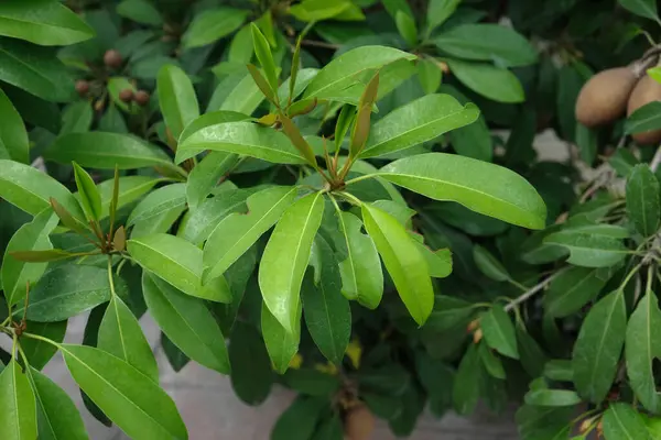 stock image Sapodilla leaves (Manilkara zapota) in the nature backgroun