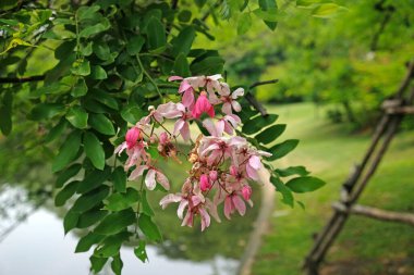 Java Cassia çiçeği, Pembe Duş, Elma Çiçeği Ağacı ya da Parkta yaz günü yapraklarla açan Gökkuşağı Yağmuru çiçeği