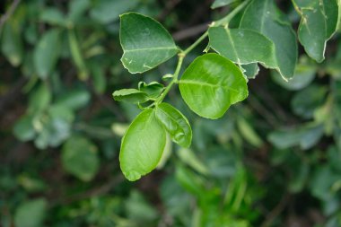 narenciye limon kökenli ideal yaprak