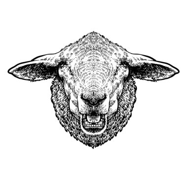 Şirin koyun ya da kuzu kafası oyma stili vektör çizimi. 