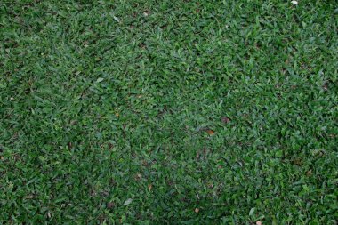 Çimen tarlası, yeşil çimen yüzeyi fotoğraf ve resim, doğal arka plan, tropikal halı çimi