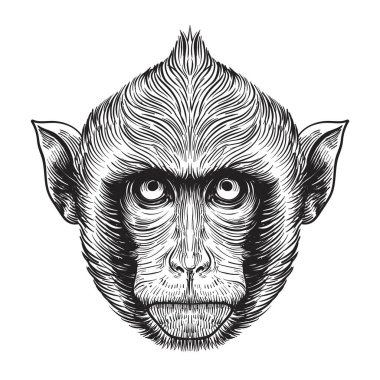 Maymun surat çizin. Elle çizilmiş doodle vektör çizim