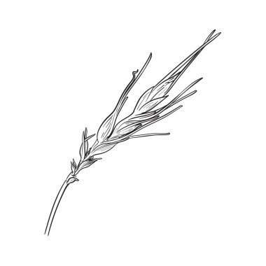 Karalama buğdayı. El çizimi karalama vektörü çizimi