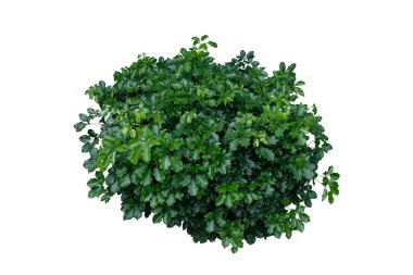 Five Fingers Plant (Schefflera Odorata) Tropical foliage isolated on white background,with clipping path.