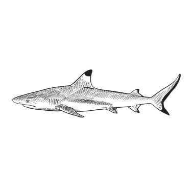  Black and white blacktip reef shark ,Hand drawn vector illustration.
