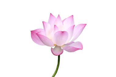 Kırpma Yolları ile beyaz arkaplanda izole edilmiş pembe Lotus çiçeği