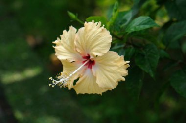 Güzel sarı Hibiscus çiçeğine yakın kırmızı bir merkezi ve yeşil yapraklı bir şelale