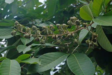 Tabaek meyvesi, doğal ahşap üretimi. 'Tabaek Ağacı' nı çalış, yeşil çöp, ağaçların doğal üremesi.