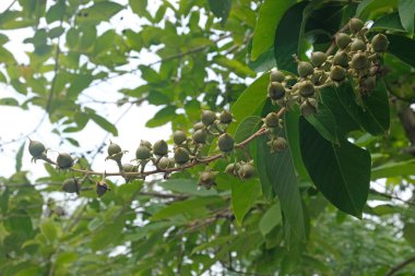 Tabaek meyvesi, doğal ahşap üretimi. 'Tabaek Ağacı' nı çalış, yeşil çöp, ağaçların doğal üremesi..