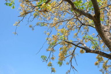  Mavi Gökyüzü Arkaplanı 'ndaki kapari ağacı. Mavi gökyüzü ile bahar ağacı