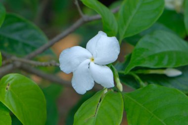 Krep yasemin ya da crape yasemin yuvarlak şekilli ve fırıldak çiçekli güzel bir çalılıktır.