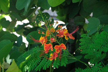 Kapatın Cennetin Kırmızı Kuşu Barbados Caesalpinia pulcherrima (Tavuskuşu 'nun arması Cüce Poinciana) çiçek açan
