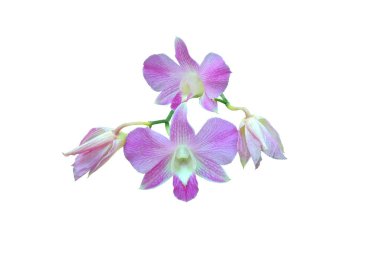Pembe falaenopsis orkidelerinin güzel dalları beyaz bir arkaplanda izole edilmiş.
