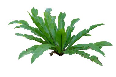 Kuş Yuvası Eğreltiotu (Asplenium nidus) Bir ev bitkisi gibi pürüzsüz yaprakları büyümüş, beyaz arka planda izole, kırpma yolu ile izole bir saksı eğreltiotu.
