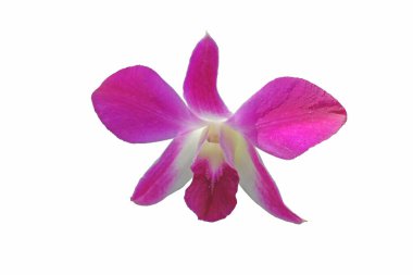 Pembe orkidelerden oluşan güzel dallar beyaz bir arkaplanda izole edilmiş.