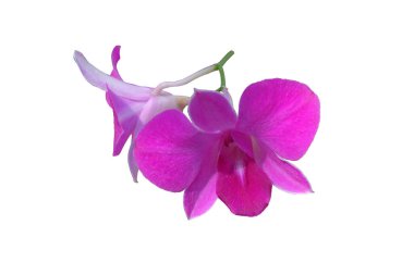 Pembe falaenopsis orkidelerinin güzel dalları beyaz bir arkaplanda izole edilmiş.