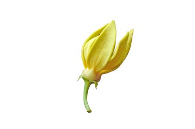 Beyaz arka planda tırmanan ilang-ilang, manorangini, hara-champa veya kantali champa kırpma yolu ile.