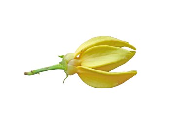 Beyaz arka planda tırmanan ilang-ilang, manorangini, hara-champa veya kantali champa kırpma yolu ile.