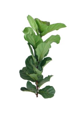 Beyaz arka planda yalıtılmış keman yaprağı inciri ya da incir lirata bitkisi, dış dekorasyon, kırpma Pat ile