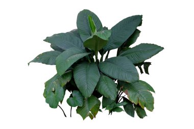 Barış Lily 'Duygu' (Spatthiphyllum) kırpma yolu ile beyaz arkaplanda izole.