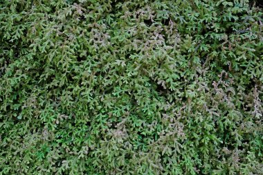 Duvarda yeşil Spike Moss eğreltiotu var.