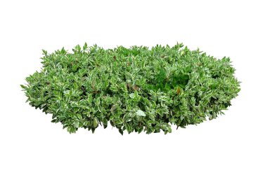 Pedilanthus titimaloides bitkisi dikleşmiş, beyaz arka planda izole edilmiş, kırpma yolu olan bir çalılık.