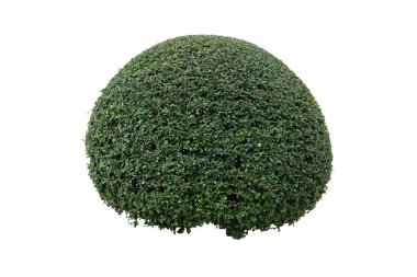 Fukien Tea tree or Philippine Tea tree bush for garden decoration isolated on a white background, Green bush sphere,with clipping path. clipart