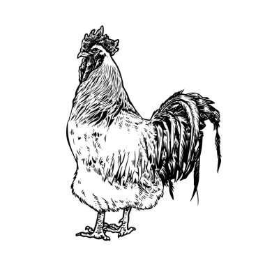 Klasik oyma biçimi vektör illüstrasyonunda çizilmiş tavuk ya da tavuk 