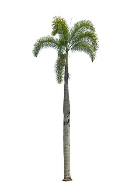 Wodyetia bifurcata, Arecaceae familyasından beyaz arka planda yaşayan bir palmiye türüdür..