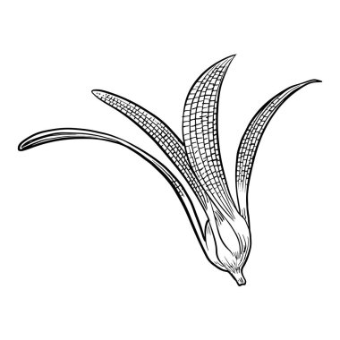 Beyaz arkaplanda izole edilmiş dipterokarpus çiçeği, elle çizilmiş vektör çizimi