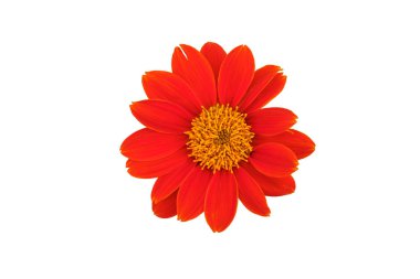 Kırmızı ayçiçeği ya da Meksika ayçiçeği beyaz arka planda izole edilmiş, kırpma yolu ile.