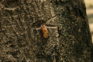 Ağustos böcekleri yaz ormanlarında tüy döker. Vahşi yaşam böceği türetiliyor