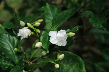 Cape Jasmine ya da Cape Gardenia 'nın beyaz çiçekleri sabah bahçede yetişiyor. Çevresel ve doğal bir kavram. Çiçek açmak bahar ortasından yaz ortasına kadar sürer ve pek çok türün güçlü bir kokusu vardır.