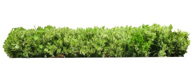 Pedilanthus titimaloides bitkisi dikleşmiş, beyaz arka planda izole edilmiş, kırpma yolu olan bir çalılık.