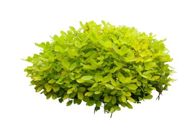 At çalılığı (Dendrolobium umbellatum), sarı yapraklar, yeşil çit ya da yeşil yapraklar, beyaz arka planda izole edilmiş, kırpma yolu olan yeşil yapraklardır.